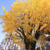 Autumn season in Fukuoka –Introduction to Gingko tree–