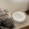 【猫グルメ】ピュアクリスタル最高級モデルの給水器を使用してみた感想(ΦωΦ)の巻