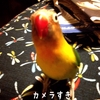 2014年放鳥おさめ