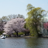 お花見サイクリング 桜三昧^^！パートⅣ　石神井公園　B 　　　　バイオリン奏　動画