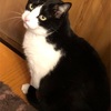 猫がトイレ以外でオシッコするのは？母と暮らしている猫さんの場合