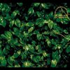 君は「四月の風(DEMO)」を聞かずに死ねるか。