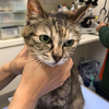 No.2162　　猫２