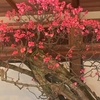  2 月12日　長浜盆梅祭に