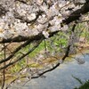 桜・東予方面へ ② 頓田川〜国分寺