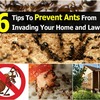 6 Tips to Keep Ants Away