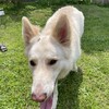 憧れのシャイロ