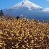 白糸の滝と富士山他