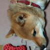 【石破ショック】解散決定かよ・・・