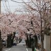 花の下にて春死なむ・・・
