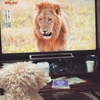 我が家のベイビーちゃん　マルプー成長日記⑨　テレビ大好き