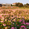 【小湊鐵道】赤蕎麦の花。