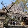 大阪の隠れた桜の名所 難波 高津宮。