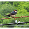 今日のコシアカツバメたち / Today's Red-rumped Swallows