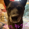 サンの被毛状況、その後。