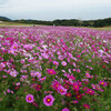 兵庫県淡路島）あわじ花さじき。コスモスとソバの花が見ごろ。サルビアもまだきれい。アサギマダラ。