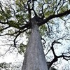 不思議な樹　福岡県遠賀郡 神武天皇社