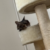 しわくちゃな猫ちゃん