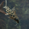 シノドンティス・デコルス Synodontis decorus