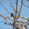 羽根木公園　せたがや梅まつり