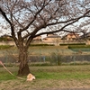 桜🌸の季節に...