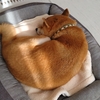 犬の保険あれこれ【転】