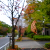 Photo No.2561 / 通院日でした