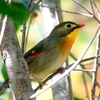 日本　今季初めてのソウシチョウ