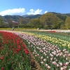 戸川公園のチューリップ