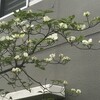 花水木