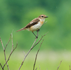 野鳥撮影 in 刈込湖・戦場ヶ原