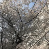 【名所】桜がキレイな渋谷の穴場スポット