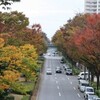 駅前通りの紅葉