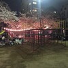 夜桜花見