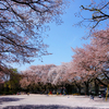 今年の桜は根性ある