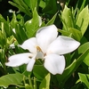 クチナシの花、、、