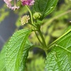 花の次に葉っぱがあって花