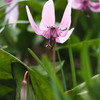 みかもやま公園のカタクリが見ごろ