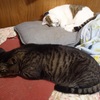 新！土曜日の恋猫！