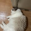 今日は甘えモードだったふくちゃん