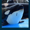 ドコモ東海、名古屋みなと振興財団と名古屋学院大の協力で名古屋港水族館「新音声ガイドアプリ」を制作