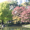 日比谷公園の雲形池の紅葉の状況～色づき出しました～