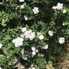 木槿