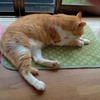 尻子玉を抜かれたら