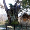 日本　自宅近くの巨大杉