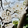 今年の桜