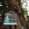 五所八幡宮　〜ムーミンの木〜