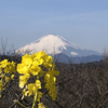 【シニア旅】大ショック。楽しみにしていた「富士芝桜まつり」行きを泣く泣く断念。