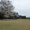 コース内の桜状況