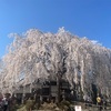 本満寺の桜